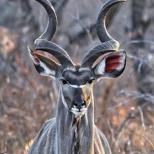 Meet your Posher, Dakari